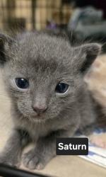 Shelter Stray Male Cat last seen ST CHARLES CO, 4850 Mid Rivers Mall Dr, St Peters, MO 63376, USA