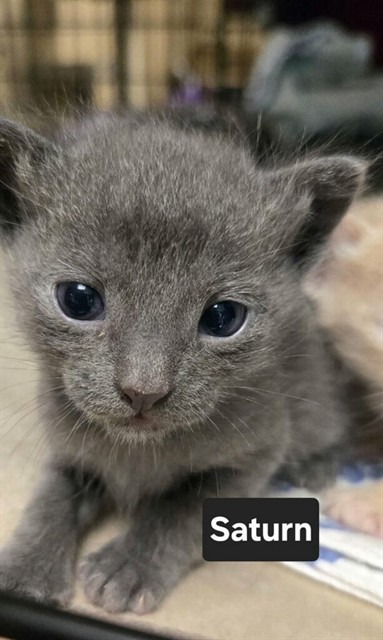 Shelter Stray Male Cat last seen ST CHARLES CO, 4850 Mid Rivers Mall Dr, St Peters, MO 63376, USA