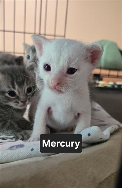 Shelter Stray Male Cat last seen ST CHARLES CO, 4850 Mid Rivers Mall Dr, St Peters, MO 63376, USA