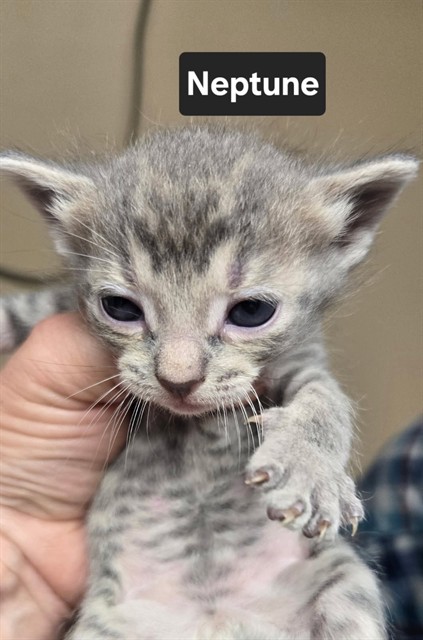 Shelter Stray Male Cat last seen ST CHARLES CO, 4850 Mid Rivers Mall Dr, St Peters, MO 63376, USA