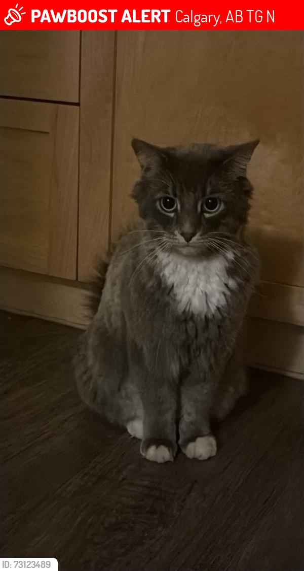 Lost Male Cat last seen Near ranchlands crt nw, Calgary, AB T3G 1N8