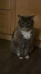 Lost Male Cat last seen Near ranchlands crt nw, Calgary, AB T3G 1N8