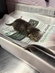Shelter Stray Female Cat last seen MURRAY DR, 2020 Forest St, Jacksonville, FL 32204, USA