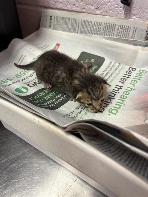 Shelter Stray Female Cat last seen MURRAY DR, 2020 Forest St, Jacksonville, FL 32204, USA