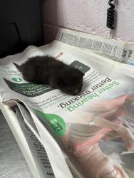 Shelter Stray Female Cat last seen MURRAY DR, 2020 Forest St, Jacksonville, FL 32204, USA