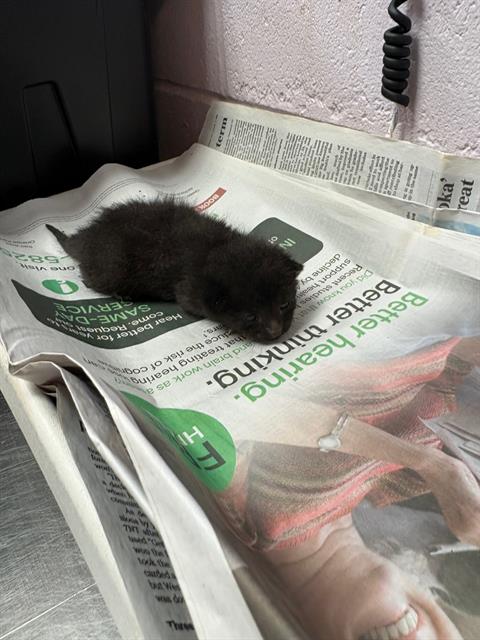 Shelter Stray Female Cat last seen MURRAY DR, 2020 Forest St, Jacksonville, FL 32204, USA