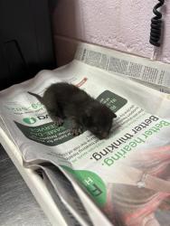 Shelter Stray Male Cat last seen MURRAY DR, 2020 Forest St, Jacksonville, FL 32204, USA