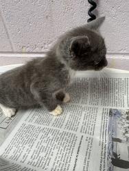 Shelter Stray Female Cat last seen NORMANDY ESTATES, 2020 Forest St, Jacksonville, FL 32204, USA