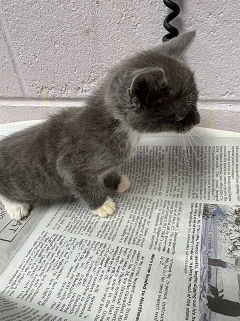 Shelter Stray Female Cat last seen NORMANDY ESTATES, 2020 Forest St, Jacksonville, FL 32204, USA