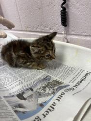 Shelter Stray Female Cat last seen NORMANDY ESTATES, 2020 Forest St, Jacksonville, FL 32204, USA