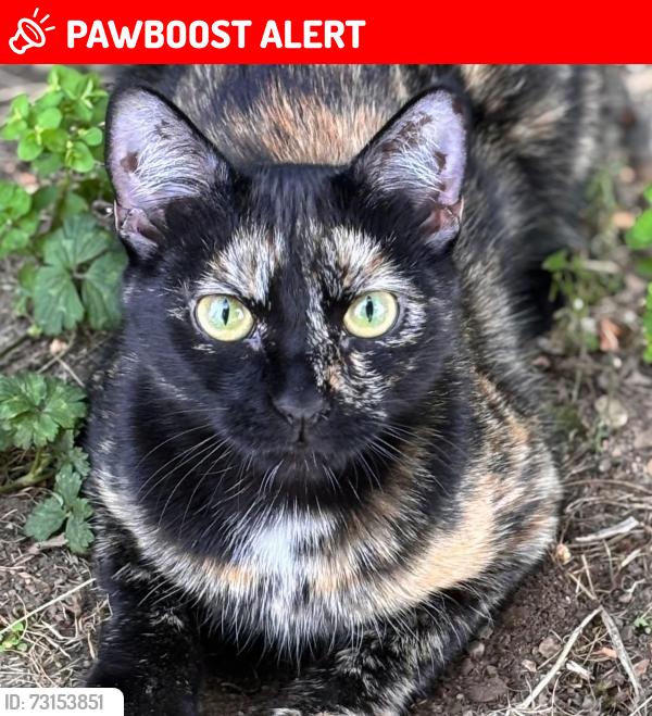 Lost Female Cat last seen Nanaimo & 12th St, New Westminster, New Westminster, BC V3M 4J5