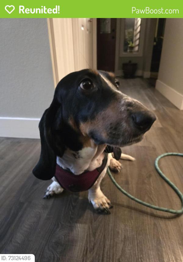 Reunited Female Dog last seen Near 268th St NW, Stanwood, WA 98292
