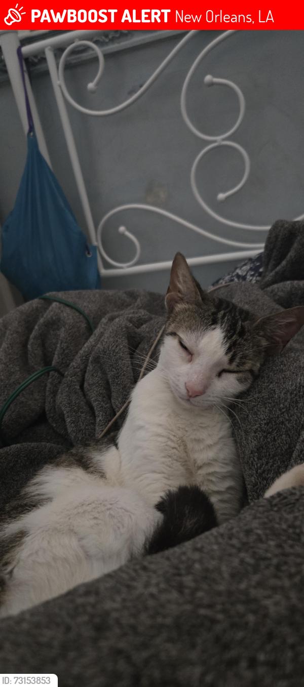Lost Female Cat last seen St Bernard, New Orleans, LA 70122