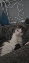 Lost Female Cat last seen St Bernard, New Orleans, LA 70122