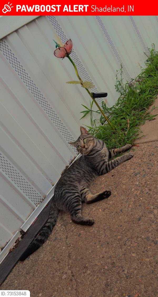 Lost Male Cat last seen Trailer park, Shadeland, IN 47909
