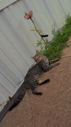 Lost Male Cat last seen Trailer park, Shadeland, IN 47909