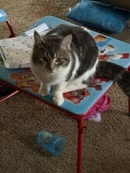Lost Male Cat last seen Norton & hilcrest st, Rochester, NY 14609