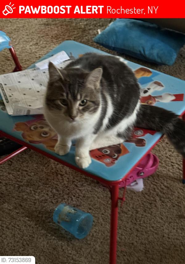Lost Male Cat last seen Norton & hilcrest st, Rochester, NY 14609