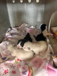 Shelter Stray Female Cat last seen S EUREKA AVE & W MILL ST, SAN BERNARDINO, CA, 92410, 333 Chandler Pl, San Bernardino, CA 92408, USA
