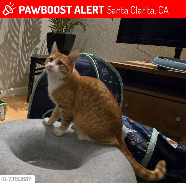 Lost Male Cat last seen Raindance Place and Falling Star Lane, between Centurion Way and Haskell Canyon Road, Saugus, CA, Santa Clarita, CA 91350