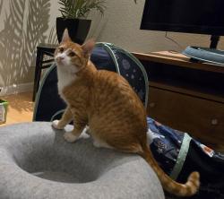 Lost Male Cat last seen Raindance Place and Falling Star Lane, between Centurion Way and Haskell Canyon Road, Saugus, CA, Santa Clarita, CA 91350