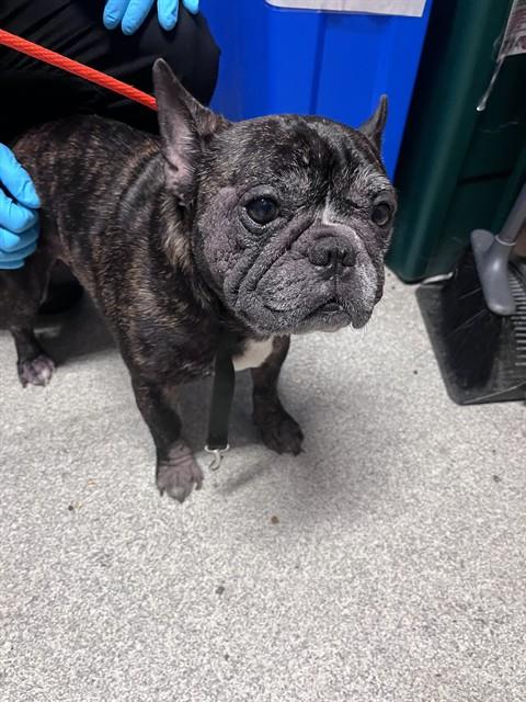Shelter Stray Male Dog last seen BUENA VISTA / MINTURN, 1590 Fortmann Way, Alameda, CA 94501, USA