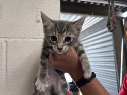Shelter Stray Female Cat last seen WATERMAN APARTMENTS, 333 Chandler Pl, San Bernardino, CA 92408, USA