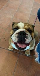 Lost Female Dog last seen Cooper St & Bristol Dr & longhorn stadium, Cedar Hill, TX 75104