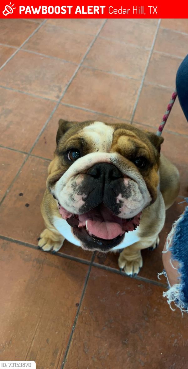 Lost Female Dog last seen Cooper St & Bristol Dr & longhorn stadium, Cedar Hill, TX 75104