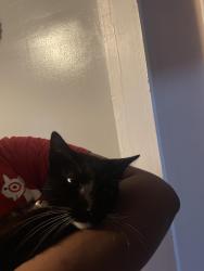 Found/Stray Female Cat last seen Budlong and Leighton, Los Angeles, CA 90037