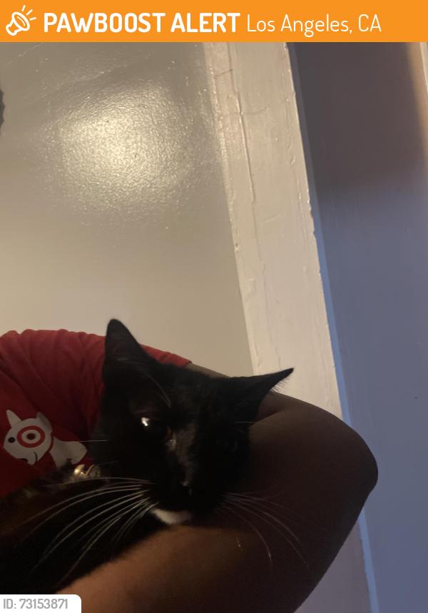 Found/Stray Female Cat last seen Budlong and Leighton, Los Angeles, CA 90037