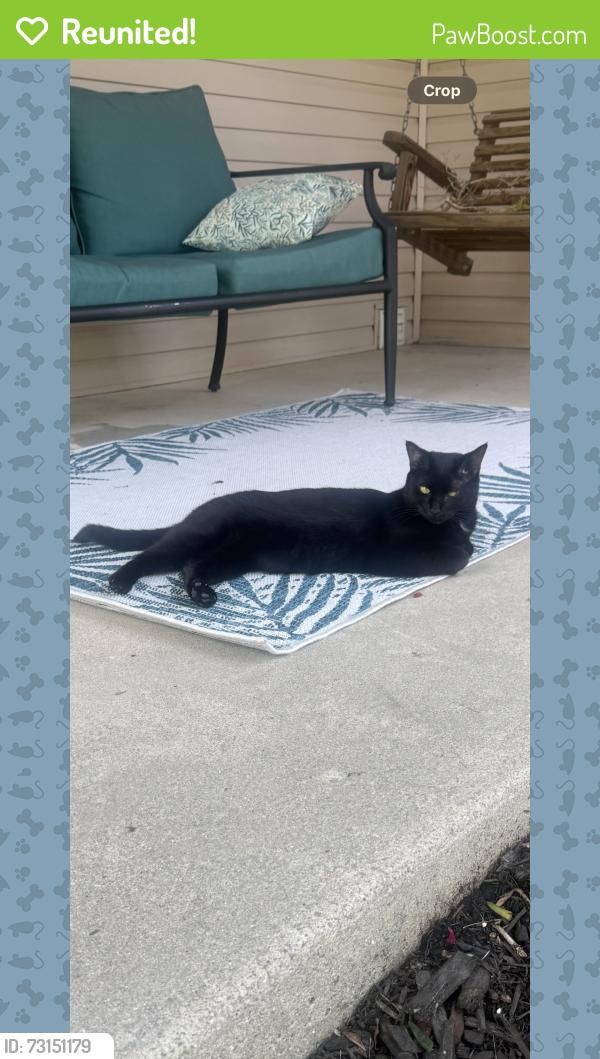 Reunited Female Cat last seen Shoreline and Ashland, Harrison Township, MI 48045