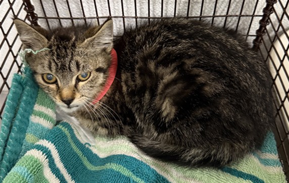 Shelter Stray Female Cat last seen ABANDONED AT SHELTER, 16 Barnes Ct, Hayward, CA 94544, USA