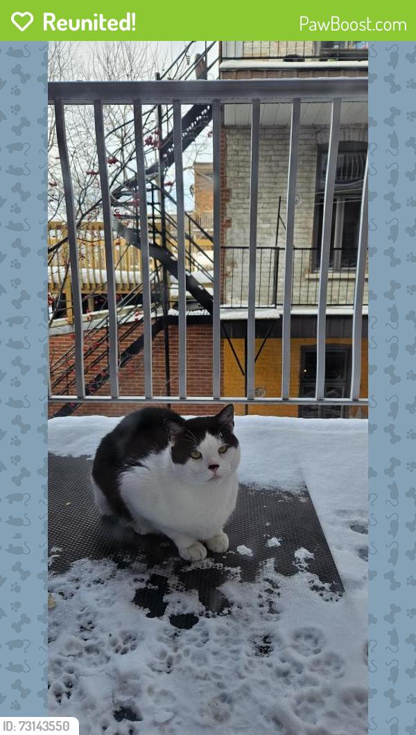 Reunited Male Cat last seen Avenue de Lorimier, Montréal, QC H2K 3X6