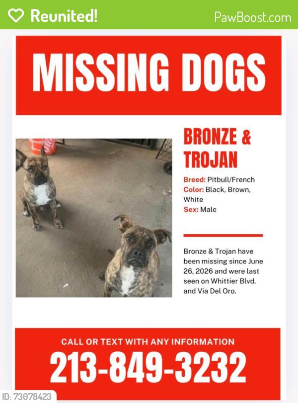 Reunited Male Dog last seen Montebello, CA 90640, USA, Montebello, CA 90640