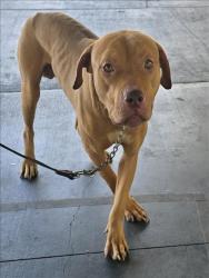 Shelter Stray Male Dog last seen , 1850 W 60th St, Los Angeles, CA 90047, USA