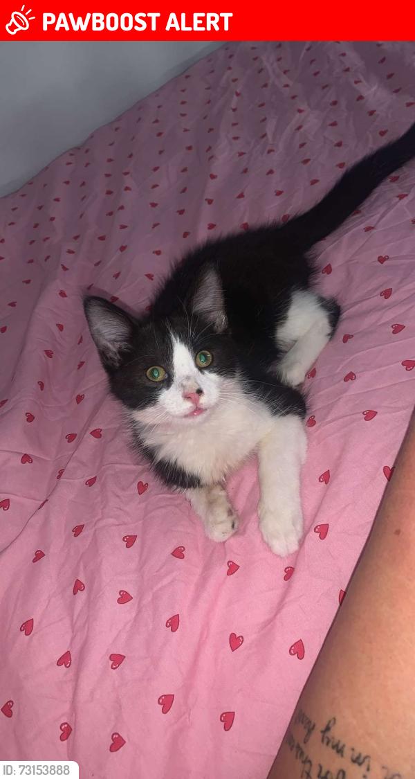 Lost Male Cat last seen Liverpool street salford, Greater Manchester, England 