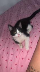 Lost Male Cat last seen Liverpool street salford, Greater Manchester, England 