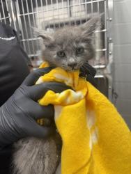 Shelter Stray Female Cat last seen AMANDA LN, 1601 Airport Rd, Shelby, NC 28150, USA