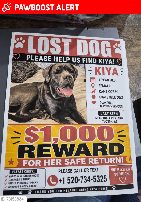 Lost Female Dog last seen Cortaro & Ina, Tucson Mountains, AZ 85743