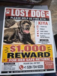 Lost Female Dog last seen Cortaro & Ina, Tucson Mountains, AZ 85743
