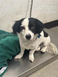 Shelter Stray Male Dog last seen Near BLOCK N BURGAN AVE, FRESNO CA 93727 6814, 5277 E Airways Blvd, Fresno, CA 93727, USA