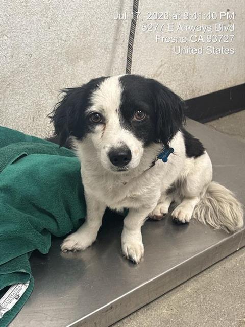 Shelter Stray Male Dog last seen Near BLOCK N BURGAN AVE, FRESNO CA 93727 6814, 5277 E Airways Blvd, Fresno, CA 93727, USA