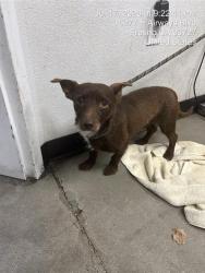Shelter Stray Male Dog last seen Near BLOCK N BURGAN AVE, FRESNO CA 93727 6814, 5277 E Airways Blvd, Fresno, CA 93727, USA