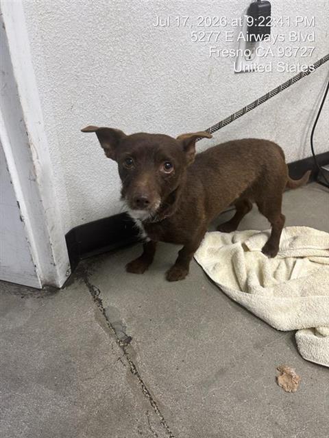 Shelter Stray Male Dog last seen Near BLOCK N BURGAN AVE, FRESNO CA 93727 6814, 5277 E Airways Blvd, Fresno, CA 93727, USA