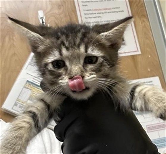 Shelter Stray Female Cat last seen ASTORIA ST & GRAND AVE, 2127 Front St, Sacramento, CA 95818, USA