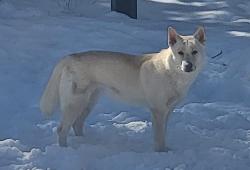 Reunited Female Dog last seen Iliff and Buckley, Aurora, CO 80013