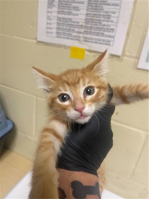 Shelter Stray Male Cat last seen ACARI AVE & ZURLO WAY, 2127 Front St, Sacramento, CA 95818, USA