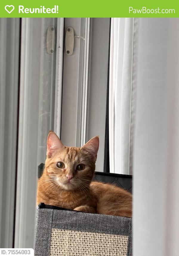 Reunited Female Cat last seen Nanaimo & 12th Street, New Westminster, BC V3M 4J5