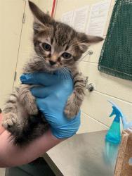 Shelter Stray Male Cat last seen Near BLOCK W HARVEY HEIGHTS CIR, TAYLORSVILLE UT 84129, 4522 W 3500 S, West Valley City, UT 84120, USA